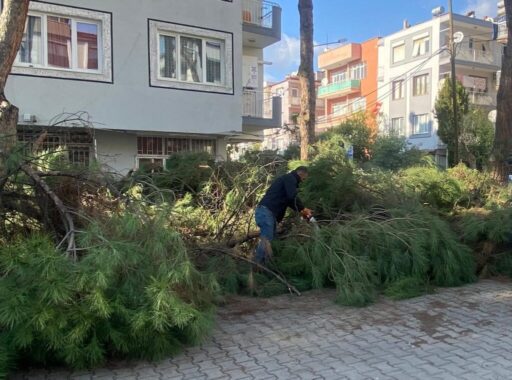 Ödemiş Belediyesi, budama çalışmalası yapılan ağaçlardan elde edilen odunların bir