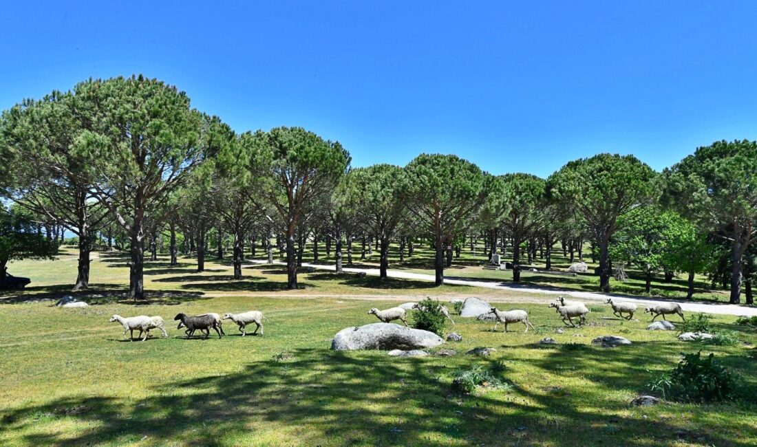 Bergama Belediye Meclisi, Aralık ayı toplantısında alınan karar uyarınca Bergama
