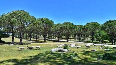 Bergama Belediye Meclisi, Aralık ayı toplantısında alınan karar uyarınca Bergama