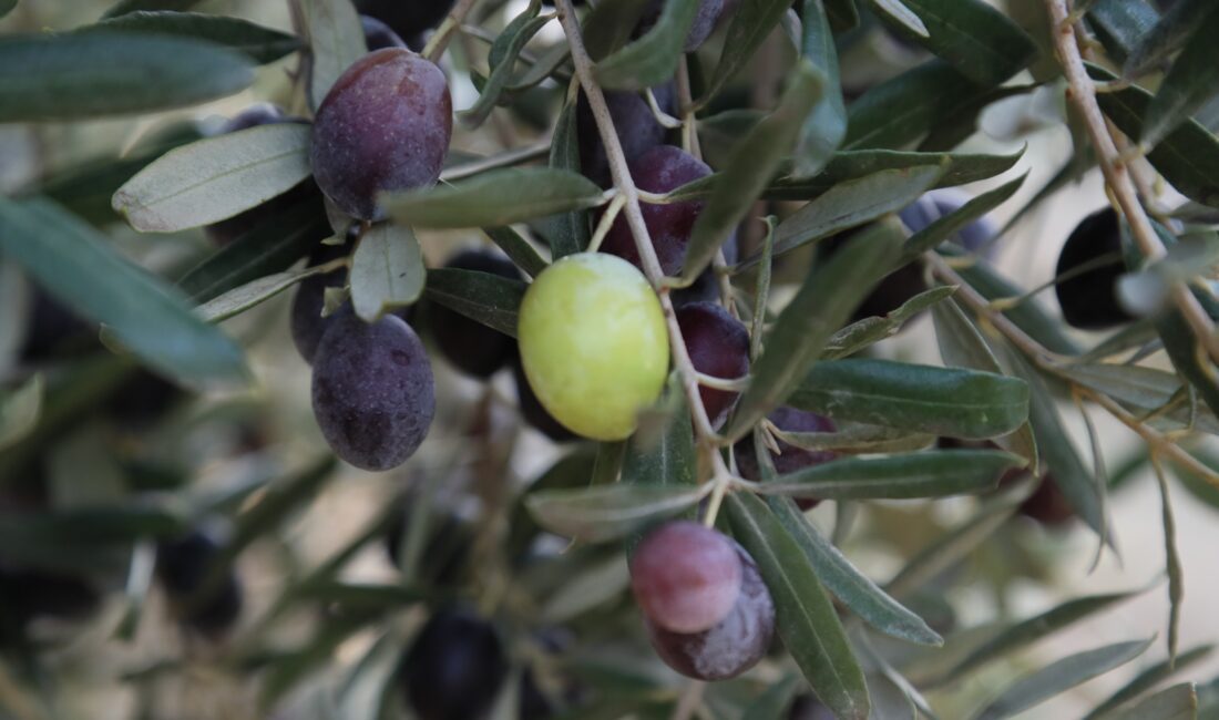 Zeytinin geçmişten günümüze uzanan hikâyesi, Urla’nın kültürel mirasıyla birleşiyor. İlk