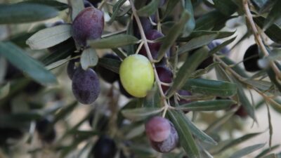 Zeytinin geçmişten günümüze uzanan hikâyesi, Urla’nın kültürel mirasıyla birleşiyor. İlk