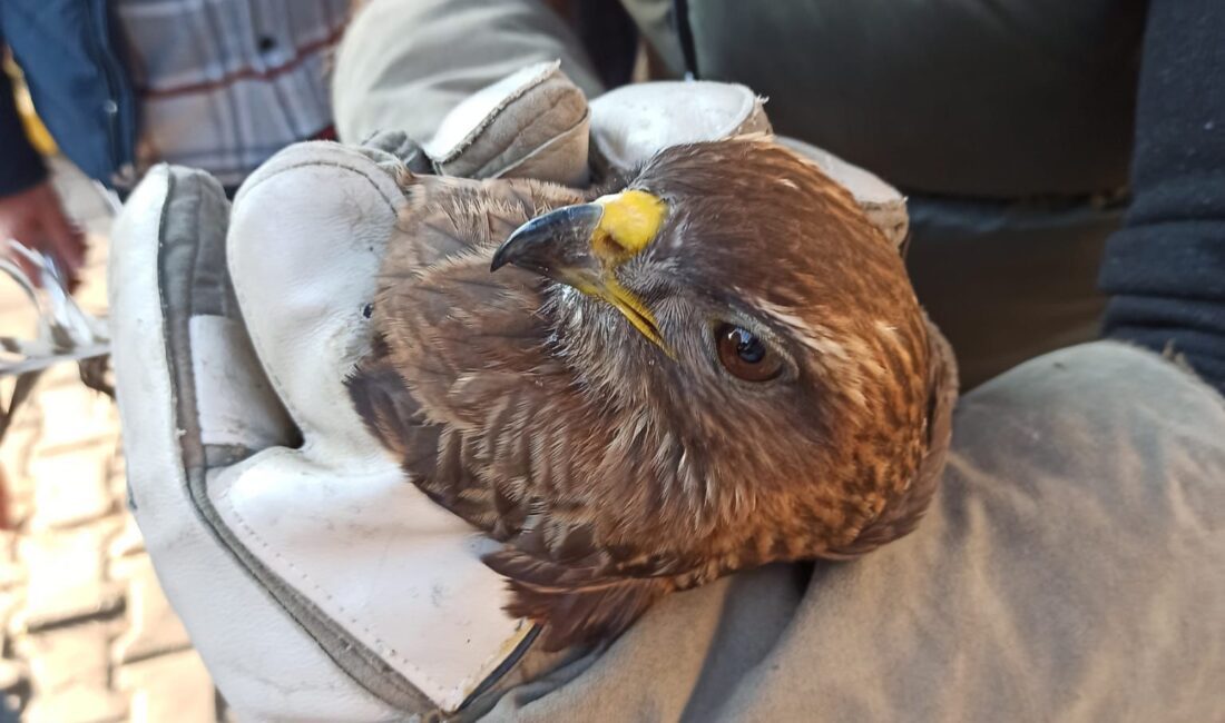 Bursa’dan İzmir’e gelen bir aracın kaput panjuruna sıkışan şahin, Balçova