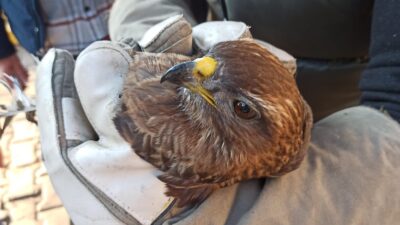 Bursa’dan İzmir’e gelen bir aracın kaput panjuruna sıkışan şahin, Balçova