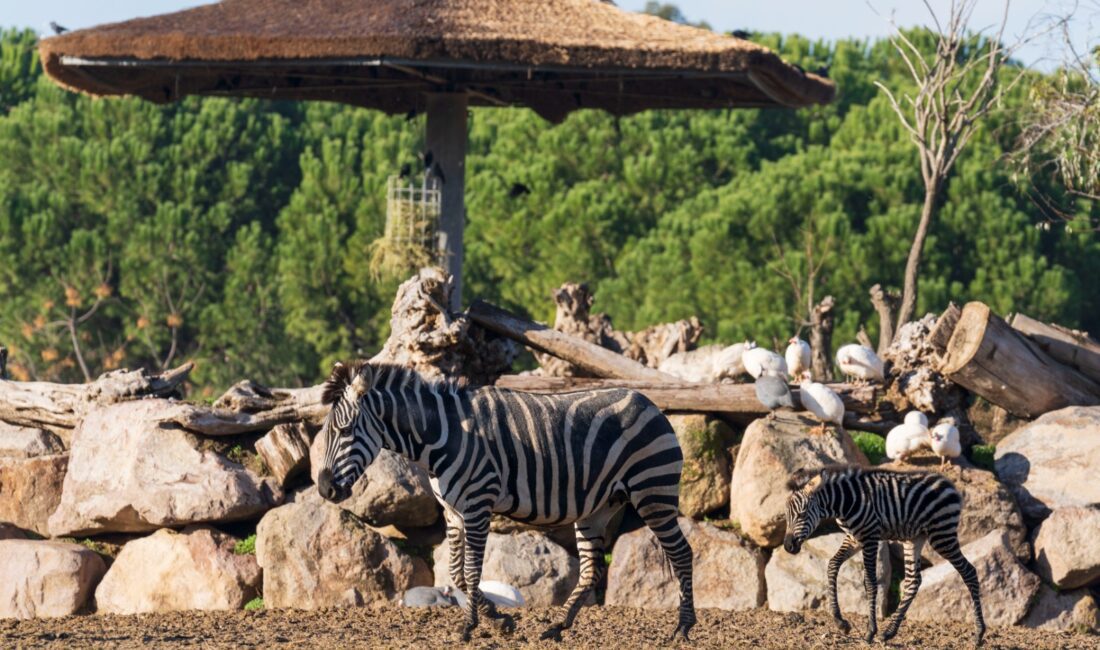 Doğal Yaşam Parkı’nda hedef 1 milyon ziyaretçi İzmir Büyükşehir Belediyesi’ne bağlı Doğal Yaşam Parkı, 16. yılında. Açıldığı