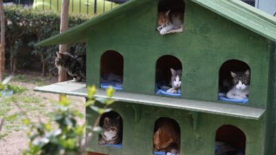 Karşıyaka Belediyesi, Örnekköy Şantiyesi’ndeki atölyelerinde ürettiği kedi evleri ile sahipsiz
