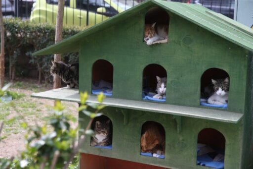 Karşıyaka Belediyesi, Örnekköy Şantiyesi’ndeki atölyelerinde ürettiği kedi evleri ile sahipsiz