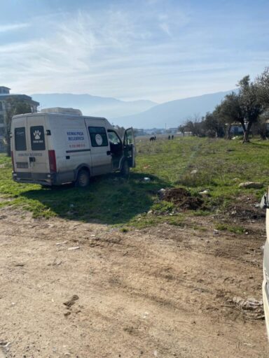 Kemalpaşa’da vatandaşlar tarafından yaralı halde bulunan Yılkı Atı, tedavi edilerek