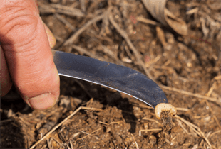 Kırsalda üreticinin ayakta kalması için çalışmalarını sürdüren İzmir Büyükşehir Belediyesi,