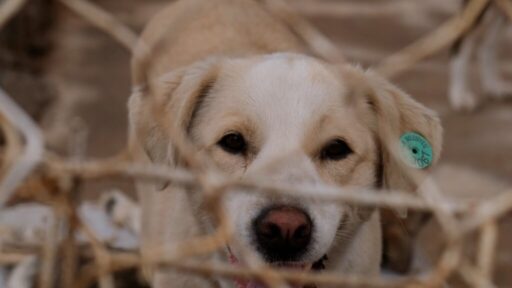 Ayvalık Belediyesi Veterinerlik İşleri Müdürlüğü 2024 yılı boyunca 8440 can
