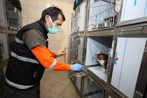 Gaziemir Belediyesi veteriner sağlık hizmetleri kapsamında 2024 yılında 6 bin