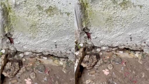 İzmir’in Buca ilçesinin Efeler Mahallesi’nde bir apartmanda sabah saatlerinden itibaren