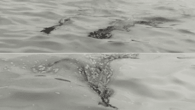 İzmir Körfezi’nde oluşan yağlı katman, vatandaşları endişelendirdi. Körfezin farklı noktalarında