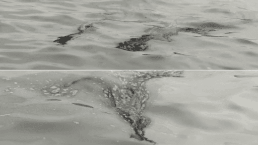 İzmir Körfezi’nde oluşan yağlı katman, vatandaşları endişelendirdi. Körfezin farklı noktalarında