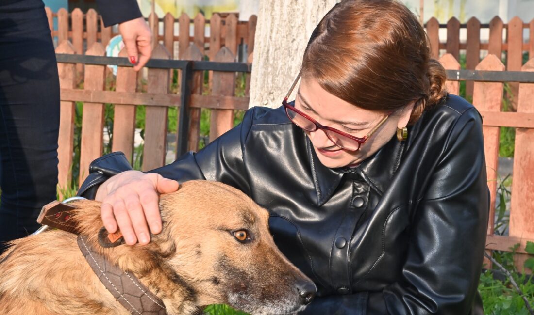 Manisa Büyükşehir Belediyesi sokakta yaralı ya da hasta bulunan hayvanları