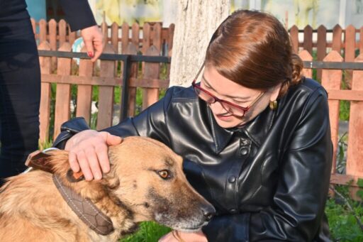 Manisa Büyükşehir Belediyesi sokakta yaralı ya da hasta bulunan hayvanları