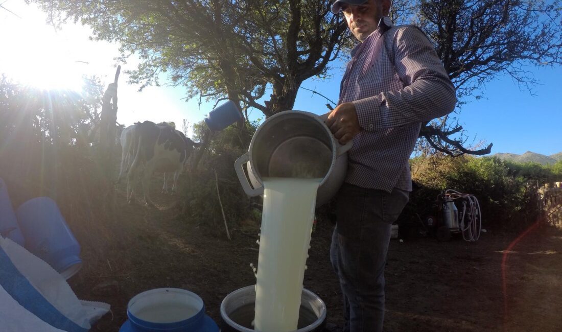 Özellikle sözleşme yapamayan üreticiler, sütlerini devletin açıkladığı fiyatın bile altında