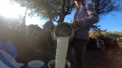 Özellikle sözleşme yapamayan üreticiler, sütlerini devletin açıkladığı fiyatın bile altında