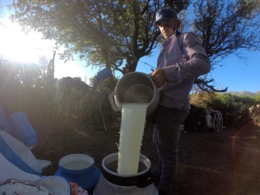 Özellikle sözleşme yapamayan üreticiler, sütlerini devletin açıkladığı fiyatın bile altında