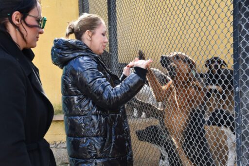 Sokak hayvanlarının daha sağlıklı bir şekilde yaşamlarını sürdürebilmeleri için çalışmalarını
