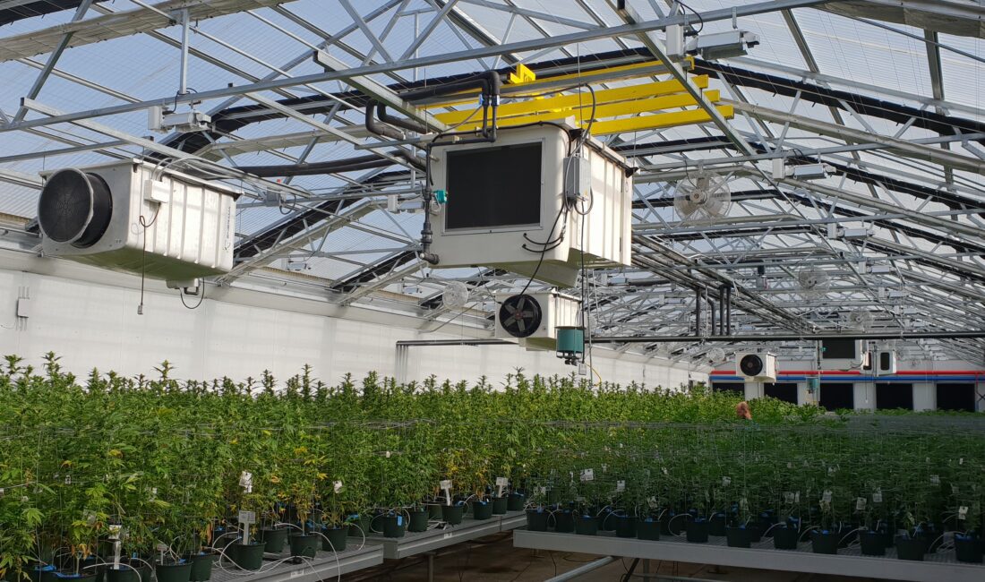 Türkiye’de tıbbi kenevir üretimi, 2024 yılında Tarım ve Orman Bakanlığı’nın