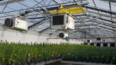 Türkiye’de tıbbi kenevir üretimi, 2024 yılında Tarım ve Orman Bakanlığı’nın