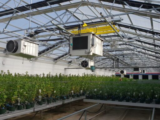 Türkiye’de tıbbi kenevir üretimi, 2024 yılında Tarım ve Orman Bakanlığı’nın