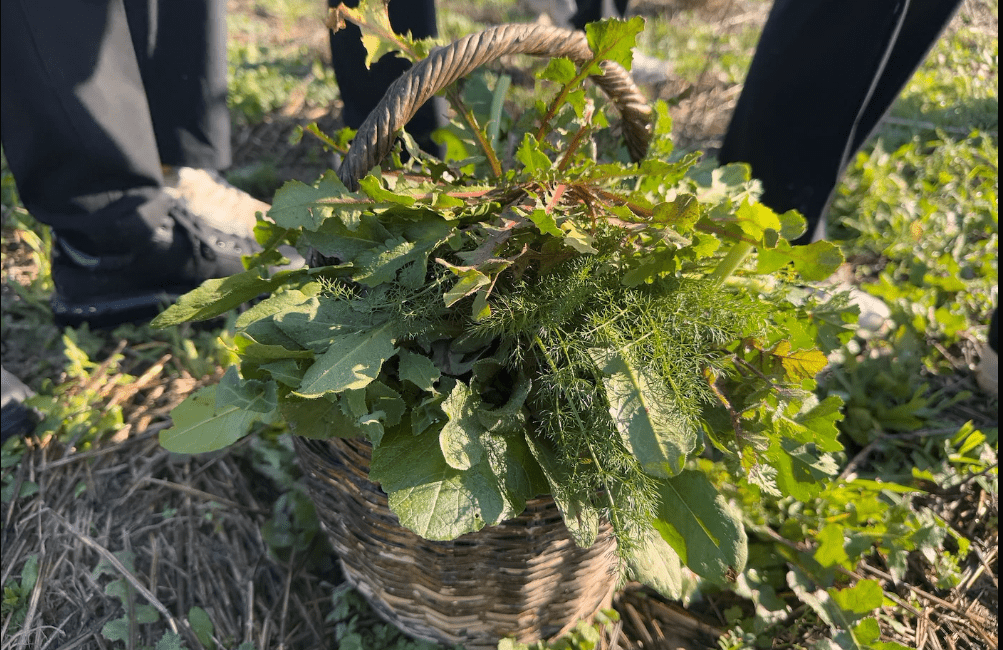 Urla’da Yenilebilir Yabani Otlar etkinliği Michelin Yıldızlı şeflerin eşliğinde, gıda krizine karşı Ege Bölgesi’nin sahip