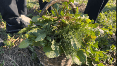 Michelin Yıldızlı şeflerin eşliğinde, gıda krizine karşı Ege Bölgesi’nin sahip