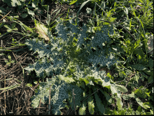Urla'da Yenilebilir Yabani Otlar etkinliği