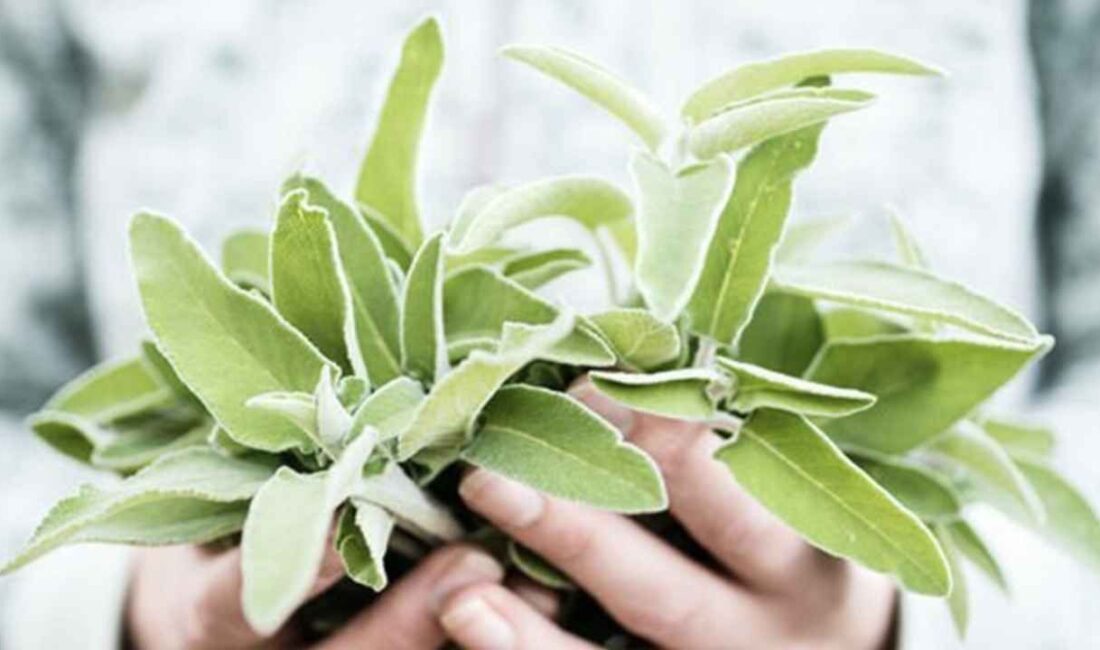 Prof. Dr. İbrahim Saraçoğlu’nun Covid-19’a karşı gargara olarak önerdiği ada