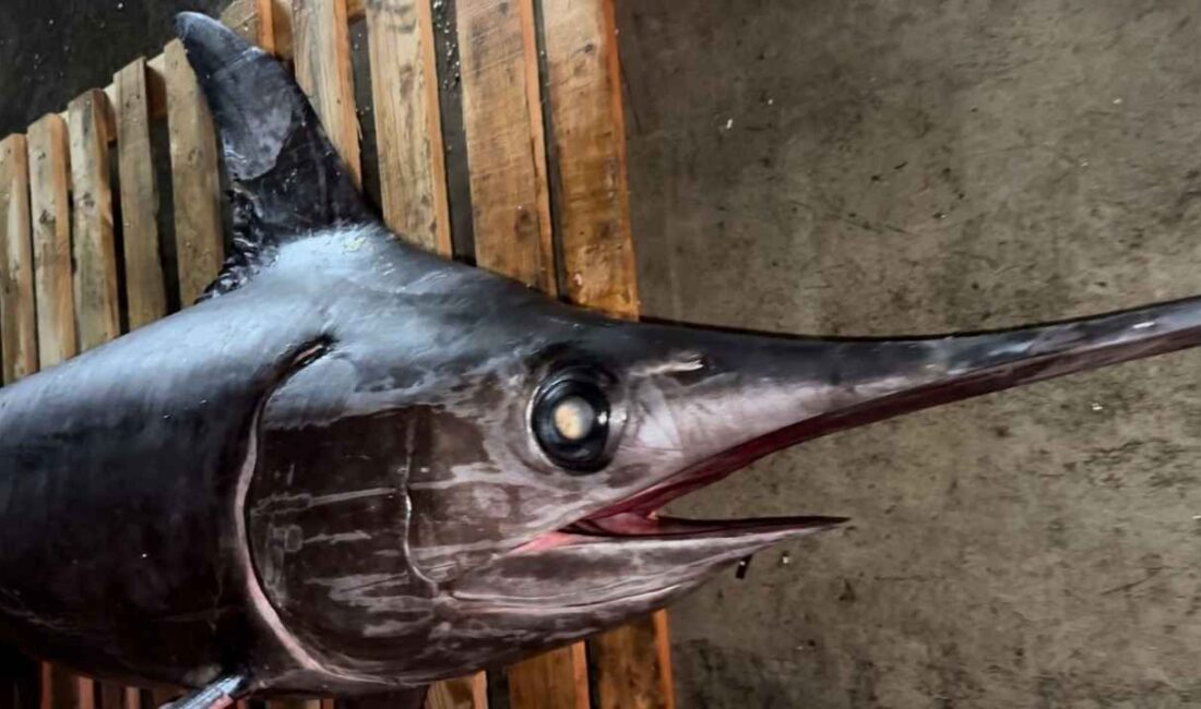 Hatay’ın İskenderun Körfezi, bu kez olağanüstü bir avla gündeme geldi.