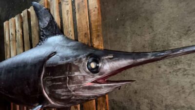 Hatay’ın İskenderun Körfezi, bu kez olağanüstü bir avla gündeme geldi.