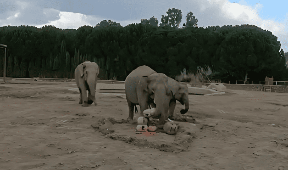 Türkiye’nin ilk fili olan sevimli dev Fil İzmir, 14 yaşına