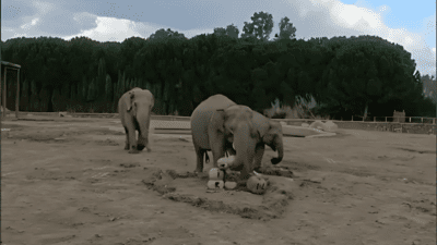 Türkiye’nin ilk fili olan sevimli dev Fil İzmir, 14 yaşına