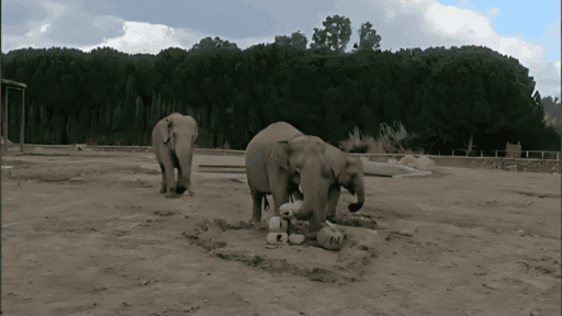 Türkiye’nin ilk fili olan sevimli dev Fil İzmir, 14 yaşına