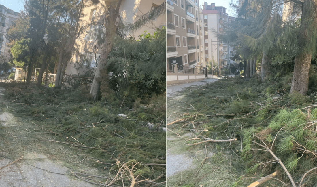 Karabağlar Günaltay Sokak üzerinde belediye ekiplerinin ağaç budama ve kesim