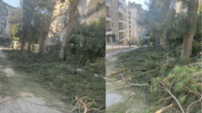 Karabağlar Günaltay Sokak üzerinde belediye ekiplerinin ağaç budama ve kesim