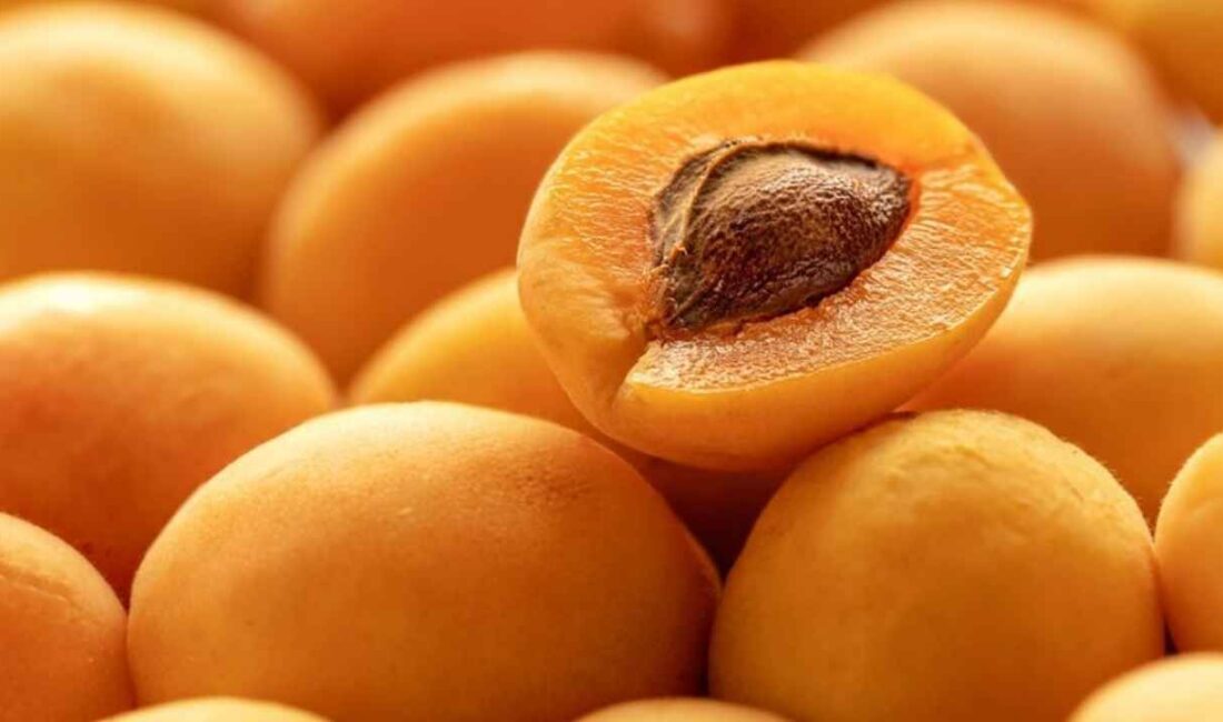 Düşük kalorili ve besleyici bir meyve olan kayısı, yalnızca lezzetli