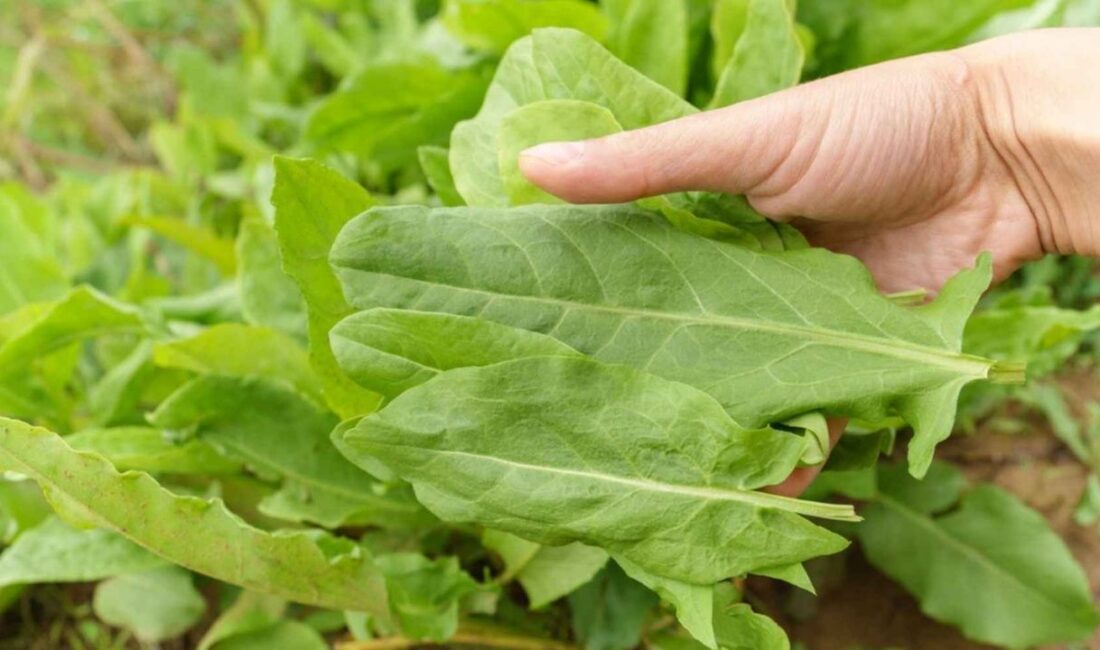 Doğal bitkiler arasında kendine has ekşi tadıyla öne çıkan kuzu