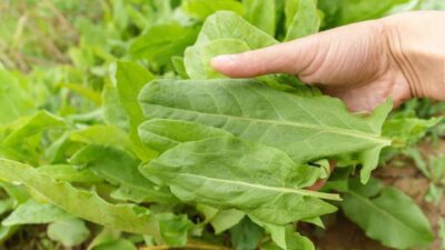 Doğal bitkiler arasında kendine has ekşi tadıyla öne çıkan kuzu