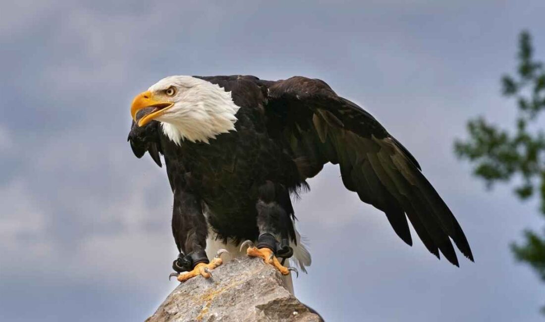 Rüyada kartal görmek ne anlama gelir? Rüyalar, bilinçaltımızın bizlere mesajlar verdiği özel alanlardır. Rüyada kartal görmek
