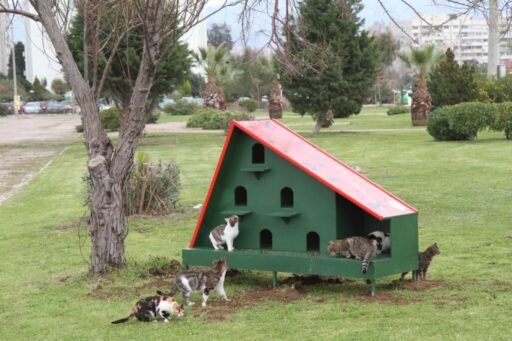 Kentteki sahipsiz hayvanların beslenme sorununa sürdürülebilir bir çözüm üretmek amacıyla