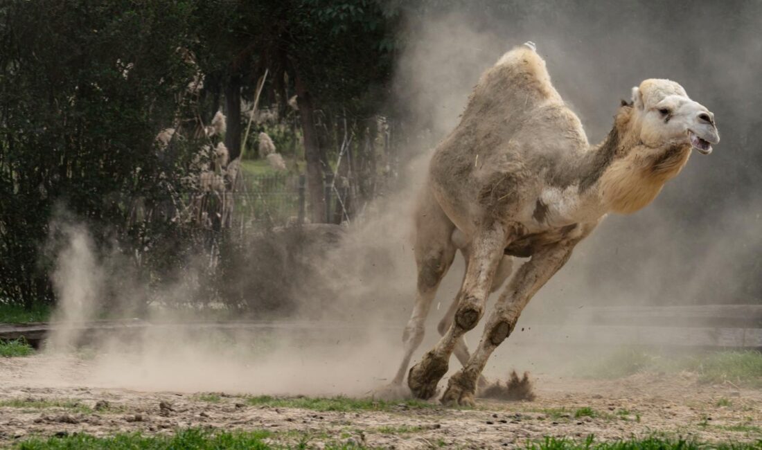 İzmir Doğal Yaşam Parkı’nda yalnız yaşayan Yağmur isimli deveye arkadaş
