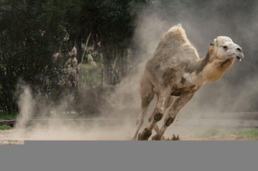 İzmir Doğal Yaşam Parkı’nda yalnız yaşayan Yağmur isimli deveye arkadaş