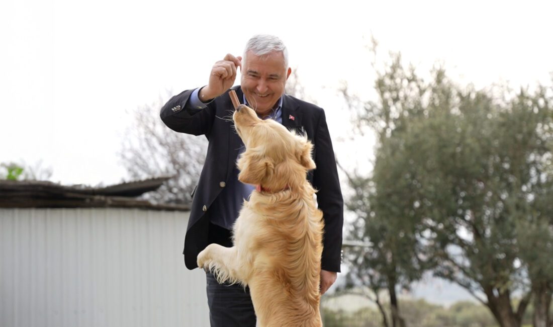 Kemalpaşa Belediyesi, sokakta yaşayan can dostlarının sahiplendirilmesini kolaylaştırmak ve onların