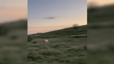 İzmir’in Menemen ilçesi Maltepe mevkiinde, aylardır bağlı bir şekilde bekleyen
