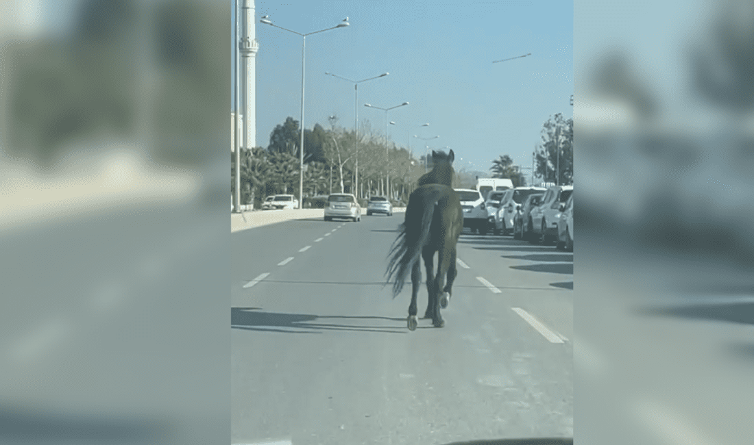 İzmir’in Karşıyaka ilçesinde, Bostanlı Sahili’nde yolun ortasında ilerleyen bir at,