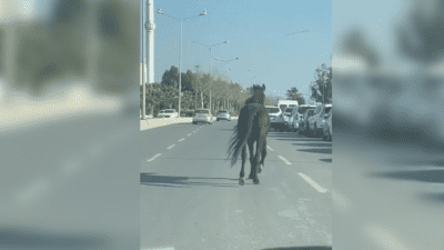 İzmir’in Karşıyaka ilçesinde, Bostanlı Sahili’nde yolun ortasında ilerleyen bir at,