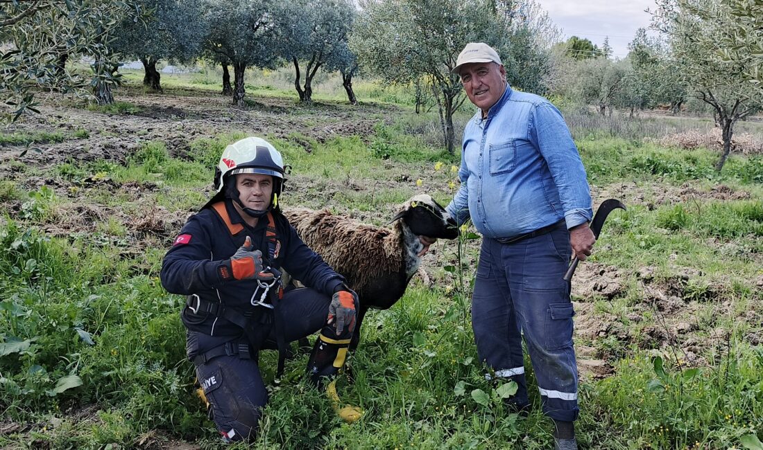 Manisa'nın Akhisar İlçesi’ne bağlı Hamidiye Mahallesi’nde, kuyuya düşen bir koyun,