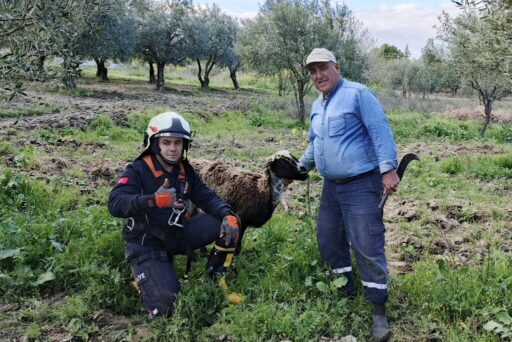 Manisa'nın Akhisar İlçesi’ne bağlı Hamidiye Mahallesi’nde, kuyuya düşen bir koyun,